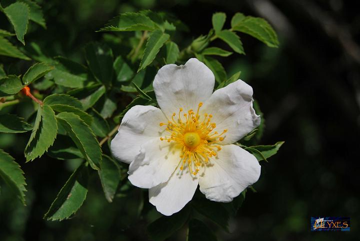 rosa canina.JPG